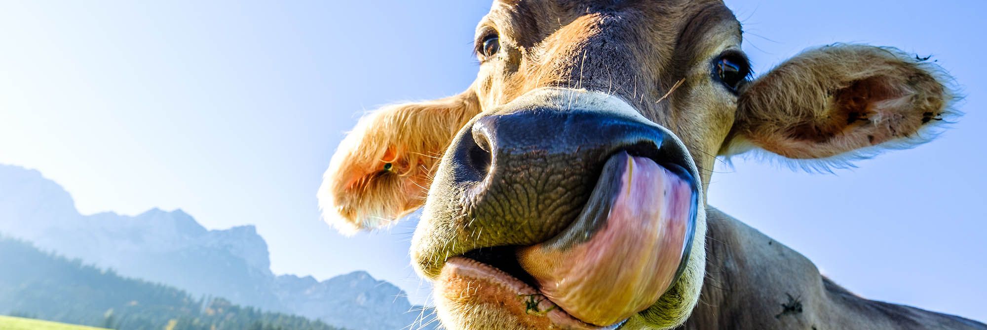 Help Support Your Local Dairy